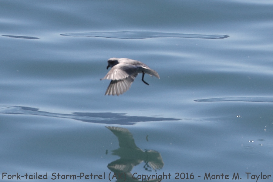 Fork-tailed Storm-Petrel -summer- (Alaska)