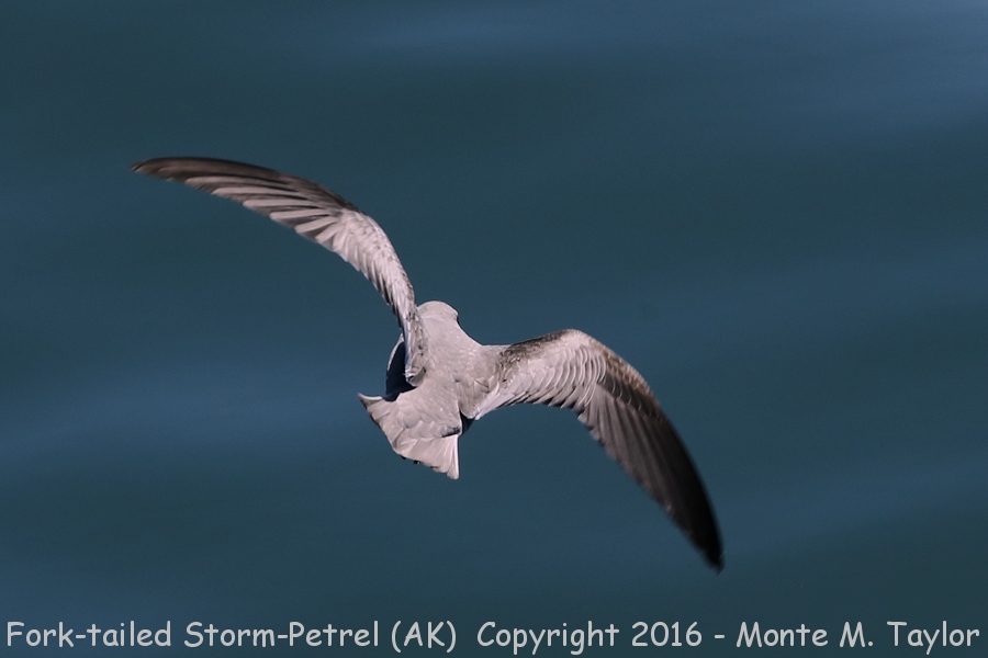 Fork-tailed Storm-Petrel -summer- (Alaska)