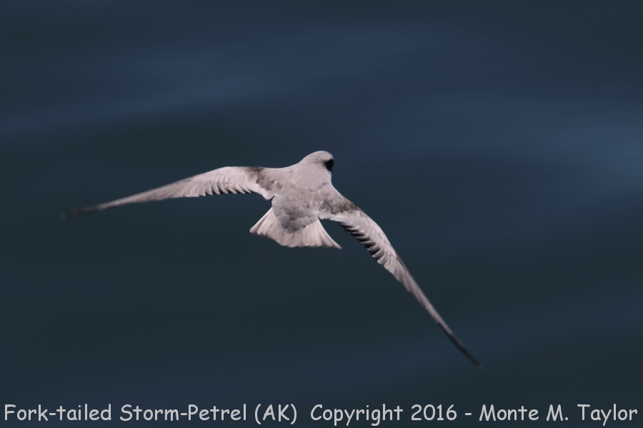 Fork-tailed Storm-Petrel -summer- (Alaska)