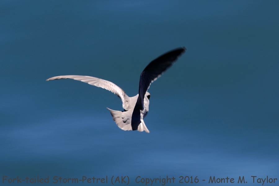 Fork-tailed Storm-Petrel -summer- (Alaska)