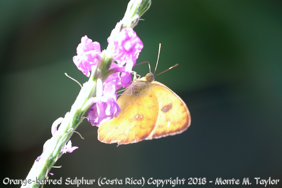 Orange-barred Sulphur -winter- (Costa Rica)