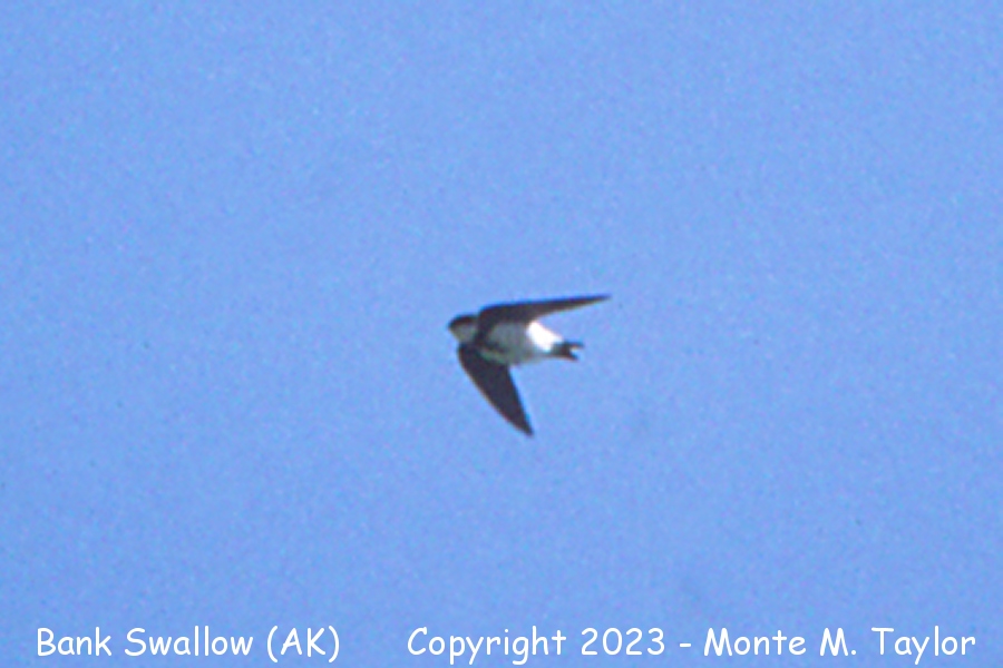 Bank Swallow -spring- (Alaska)