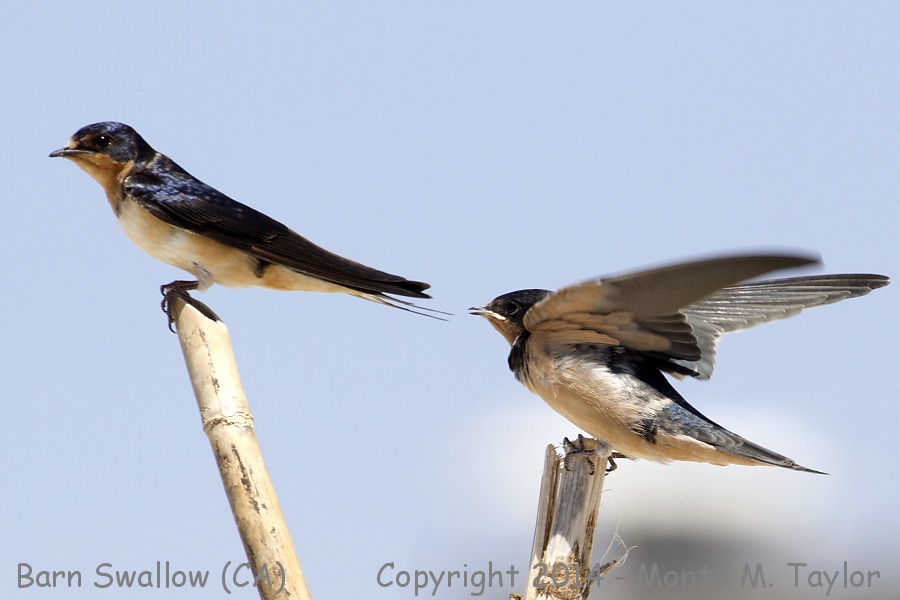Barn Swallow -spring adult with juvenile- (California)