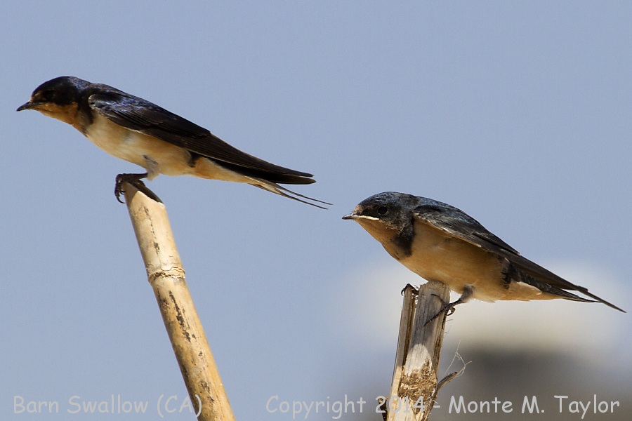 Barn Swallow -spring adult with juvenile- (California)