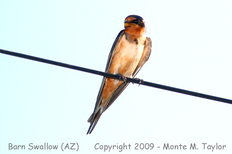 Barn Swallow -spring- (Arizona)