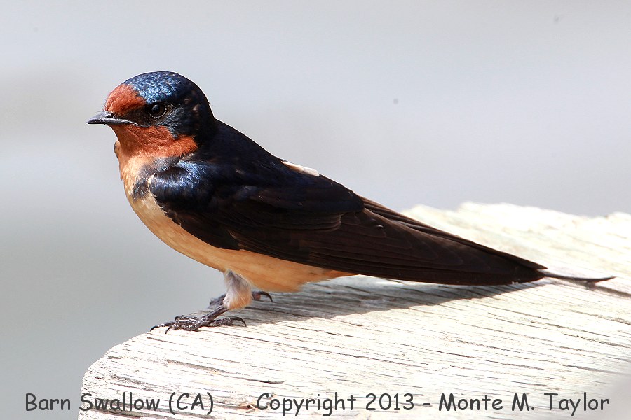 Barn Swallow -spring- (California)