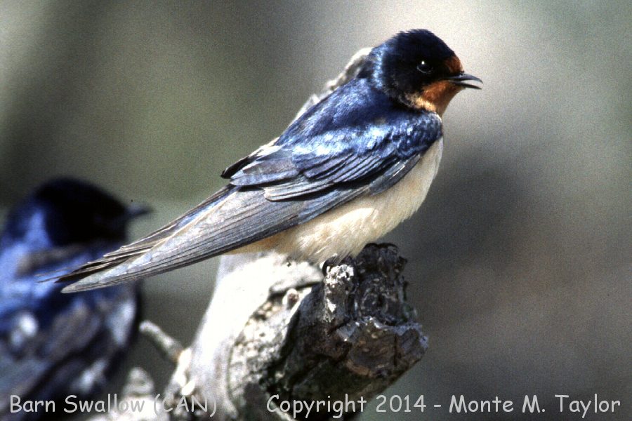 Barn Swallow -spring- (Point Pelee, Ontario, Canada)