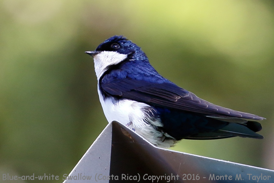 Blue-and-white Swallow -winter- (Savegre, Costa Rica)
