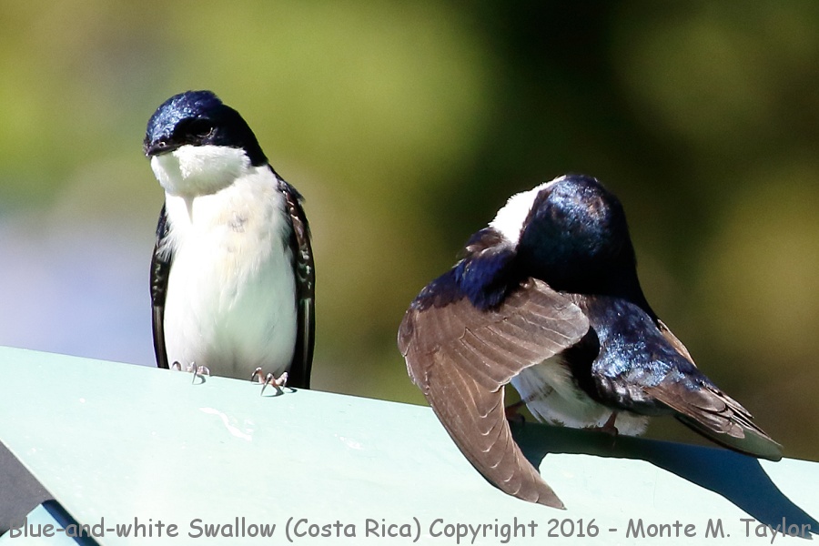 Blue-and-white Swallow -winter- (Savegre, Costa Rica)