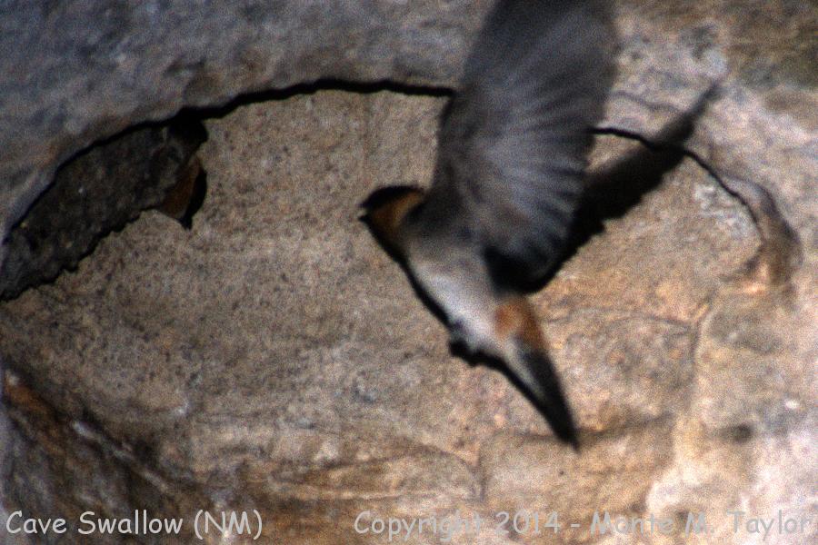 Cave Swallow -spring- (Carlsbad Caverns, New Mexico)