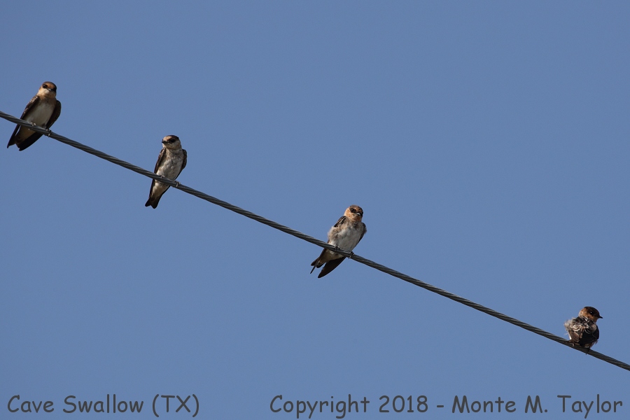 Cave Swallow -summer- (Texas)