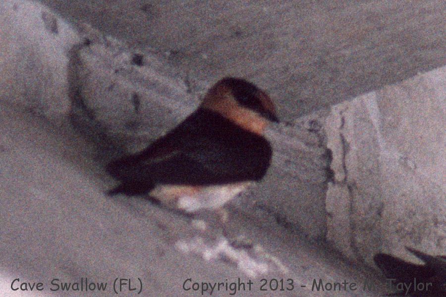 Cave Swallow -spring West Indies race- (Florida)