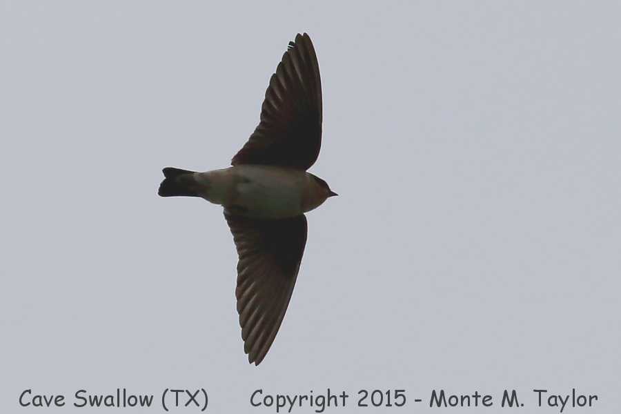 Cave Swallow -winter- (Texas)