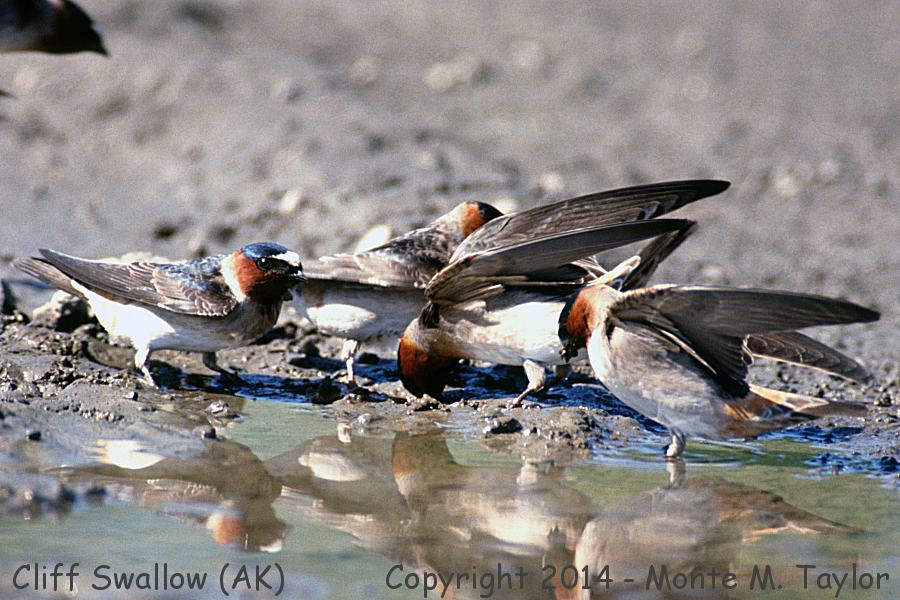 Cliff Swallow -spring- (Alaska)