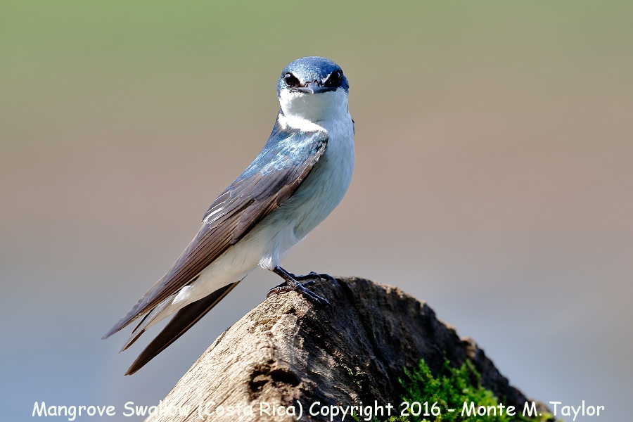 Mangrove Swallow -winter- (Selva Verde, Costa Rica)
