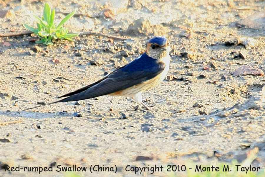 Red-rumped Swallow -spring- (Tianjin, China)