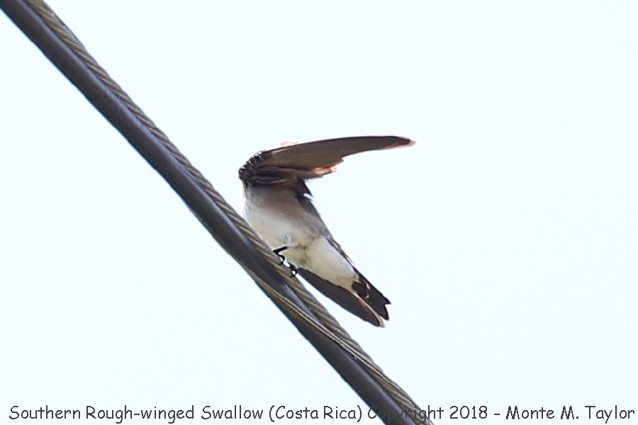 Southern Rough-winged Swallow -winter- (Costa Rica)