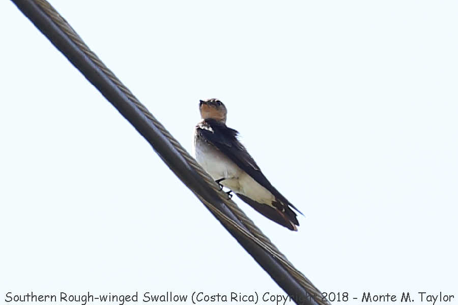 Southern Rough-winged Swallow -winter- (Costa Rica)
