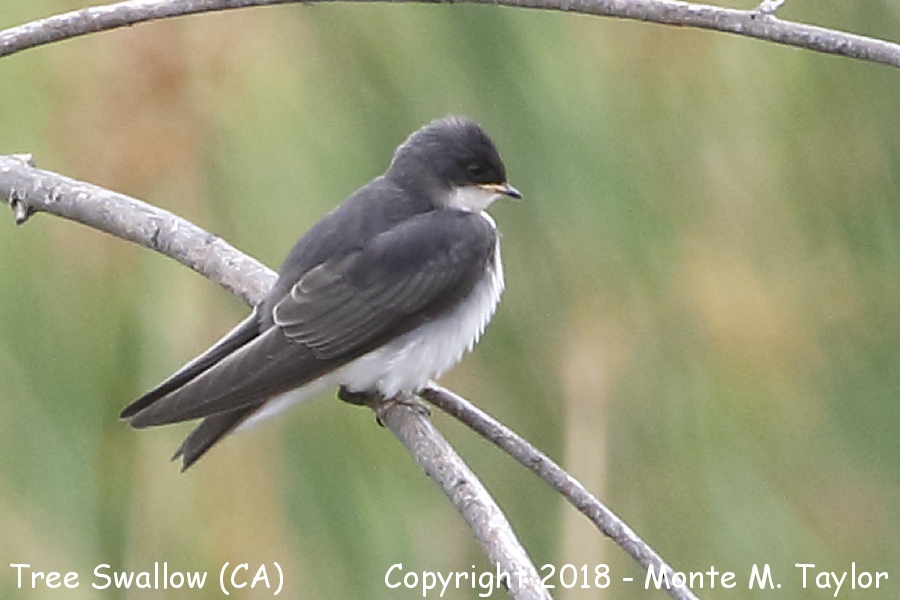 Tree Swallow -spring juvenal- (California)