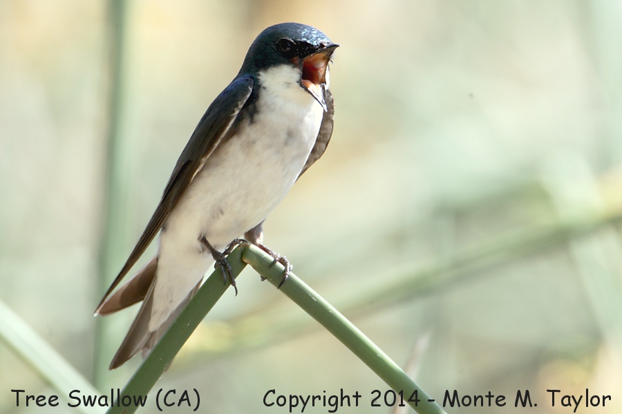 Tree Swallow -spring- (California)
