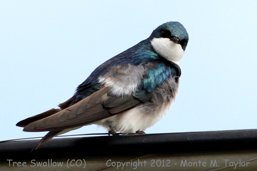 Tree Swallow -spring- (Colorado)