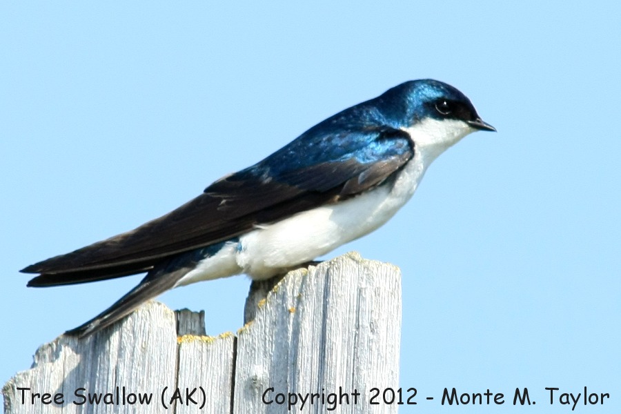 Tree Swallow -summer- (Nome, Alaska)