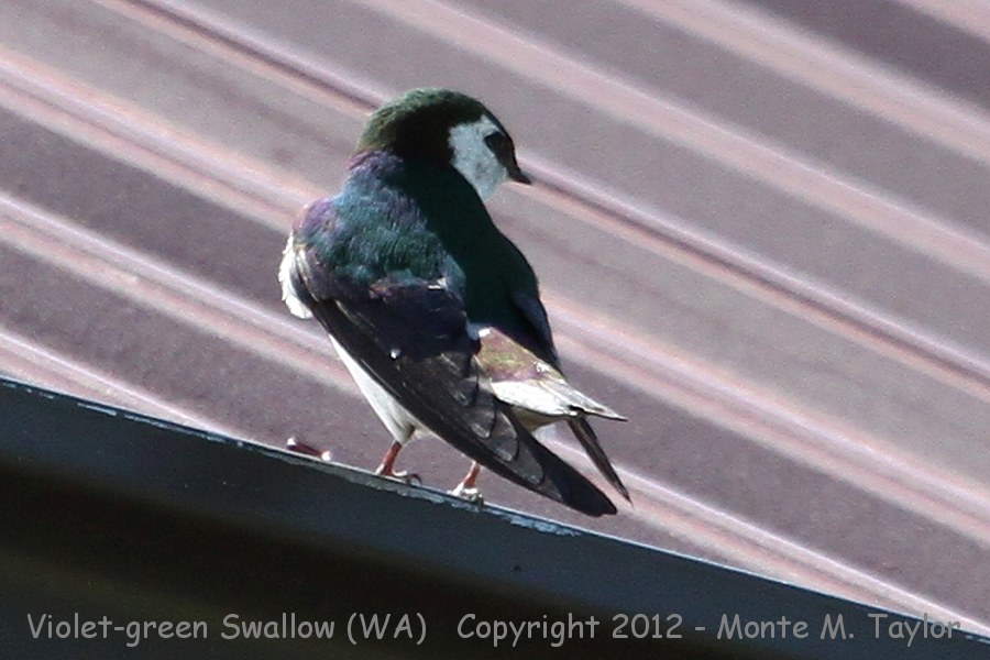 Violet-green Swallow -spring male- (Washington)