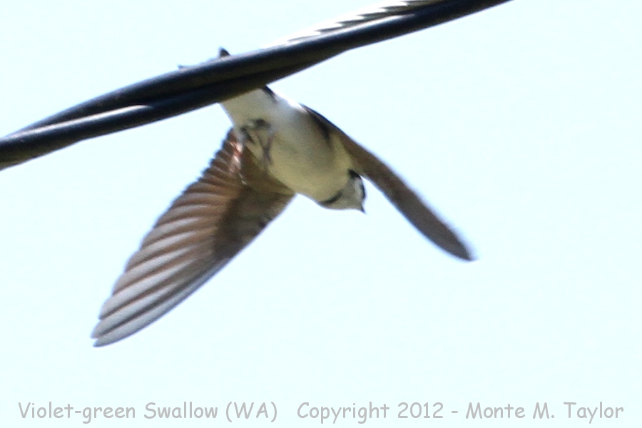 Violet-green Swallow -spring- (Washington)