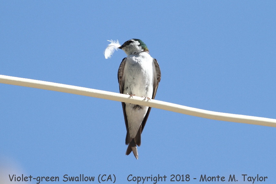 Violet-green Swallow -summer male- (California)