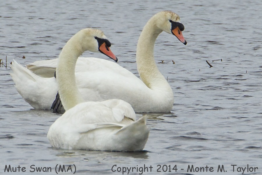 Mute Swan -spring- (Massachusetts)