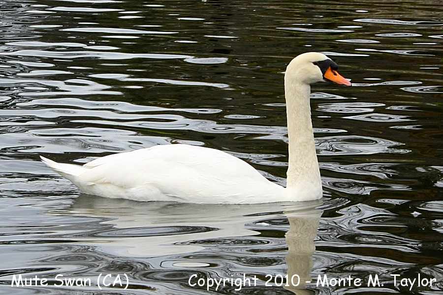 Mute Swan -winter- (California)