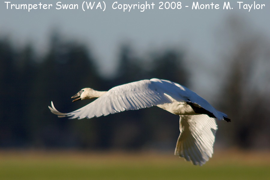 Trumpeter Swan -winter- (Washington)