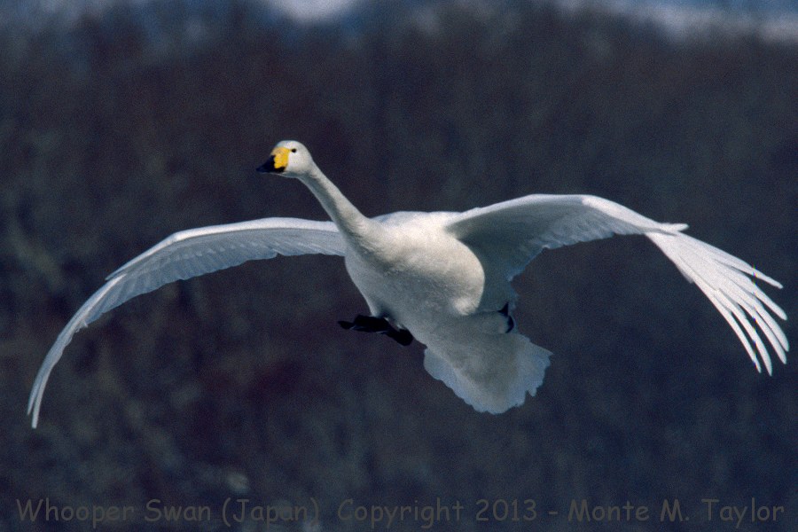Whooper Swan -winter- (Hokkaido, Japan)