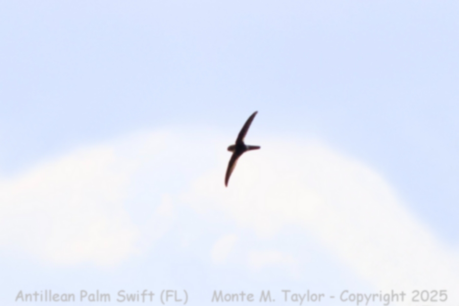 Antillean Palm Swift -Jul 24, 2019 (Grassy Key, Florida)