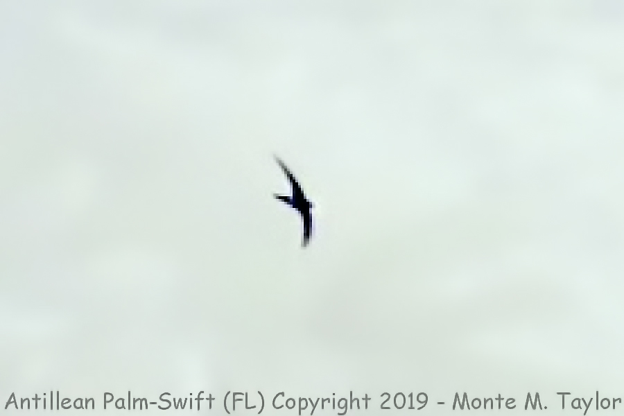 Antillean Palm Swift -Jul 24, 20190 (Grassy Key, Florida)