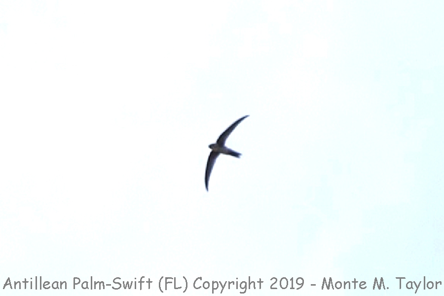 Antillean Palm Swift -Jul 24, 20190 (Grassy Key, Florida)