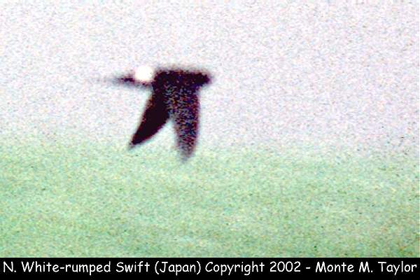 Northern White-rumped Swift -summer- (Hokkaido, Japan)