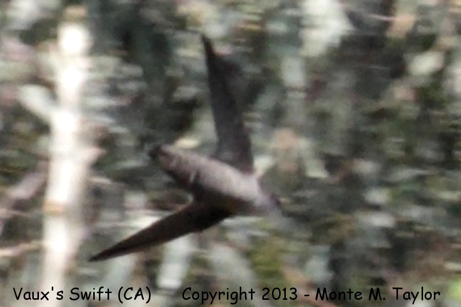 Vaux's Swift -fall- (California)