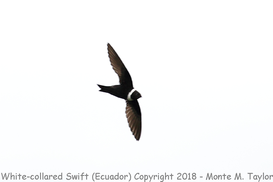 White-collared Swift -November- (San Tadeo, Ecuador)