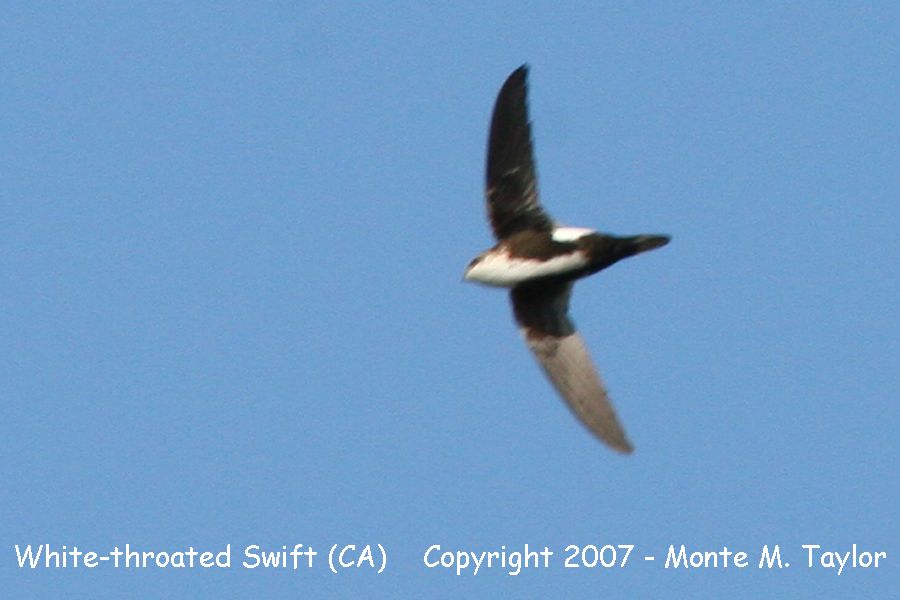 White-throated Swift -summer- (California)