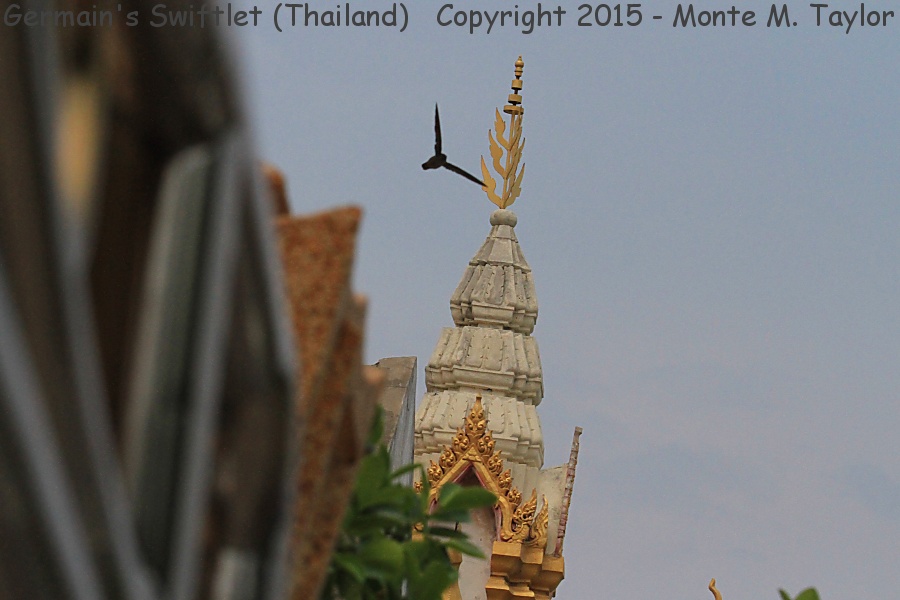 Germain's Swiftlet -winter- (Petchaburi, Thailand)