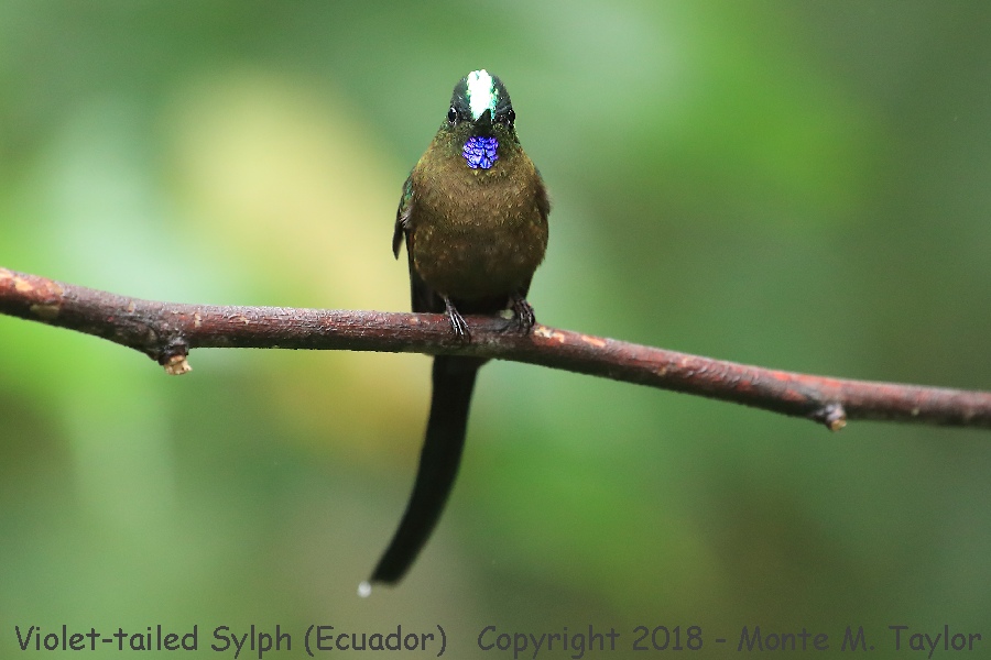 Violet-tailed Sylph -male- (Bellavista, Ecuador)