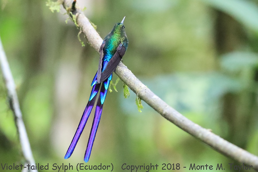 Violet-tailed Sylph -male- (Bellavista, Ecuador)
