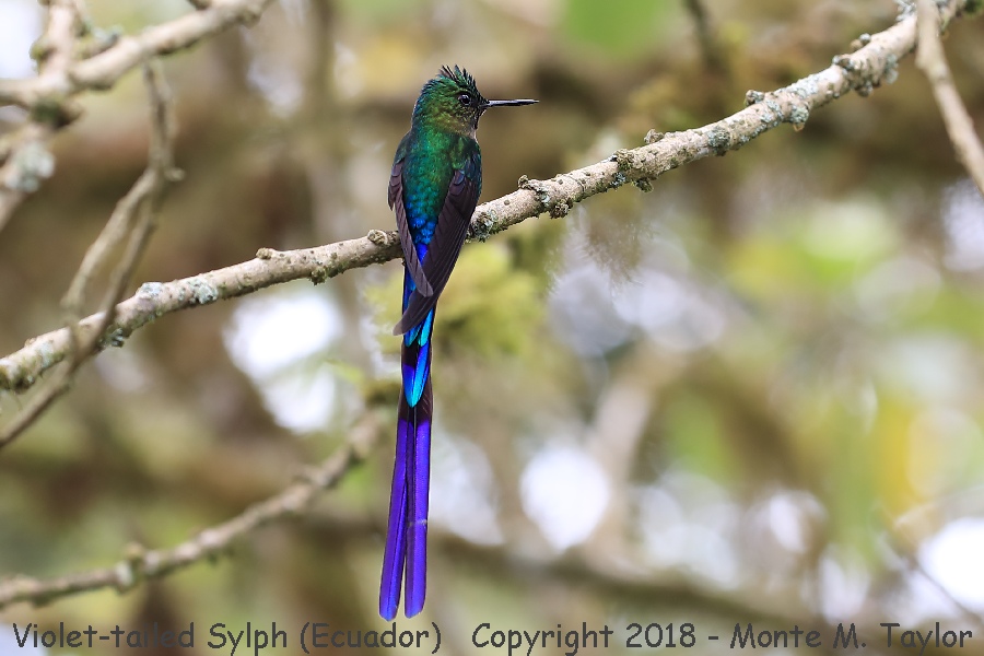 Violet-tailed Sylph -male- (Paz Reserve, Ecuador)