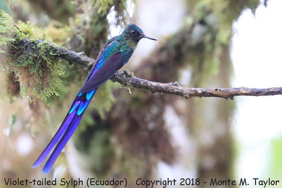 Violet-tailed Sylph -male- (Paz Reserve, Ecuador)