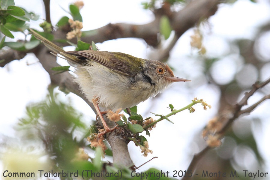 Common Tailorbird -winter- (Petchaburi, Thailand)
