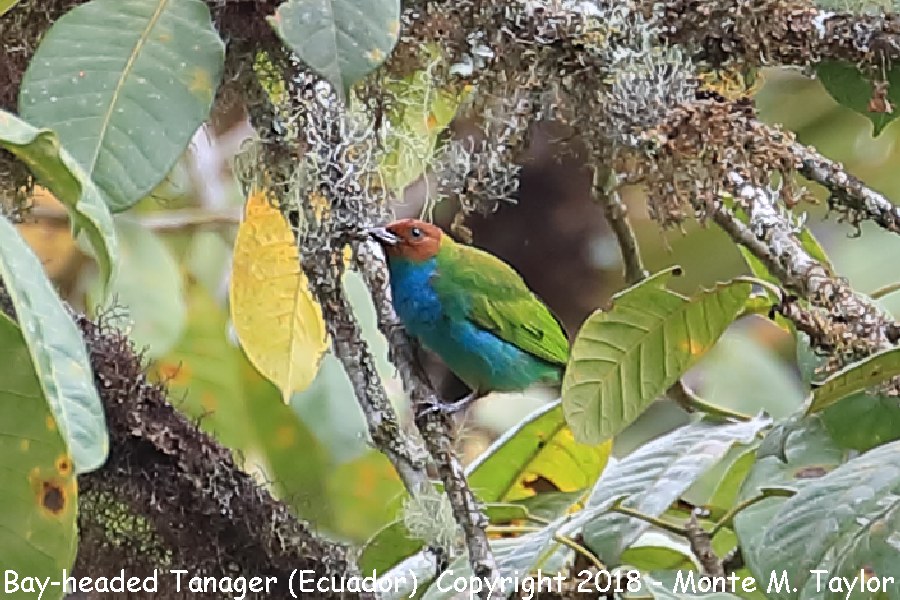 Bay-headed Tanager -November-  (Tandayapa, Ecuador)