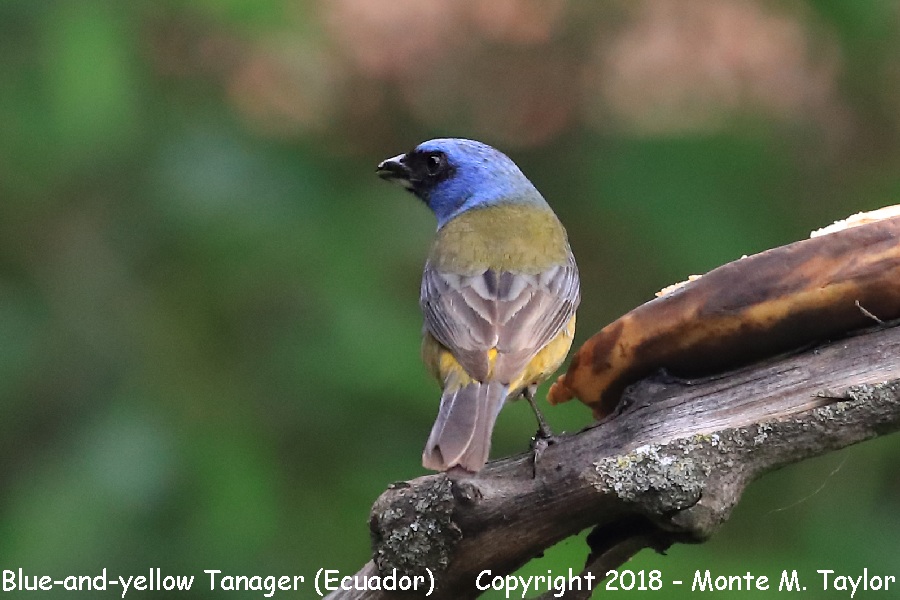 Blue-and-yellow Tanager -November- (Quito, Ecuador)