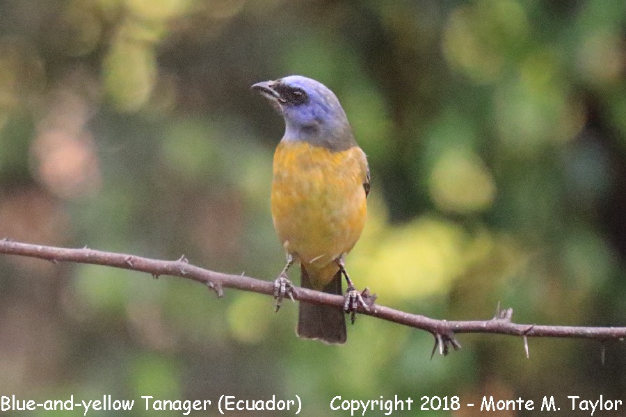 Blue-and-yellow Tanager -November- (Quito, Ecuador)