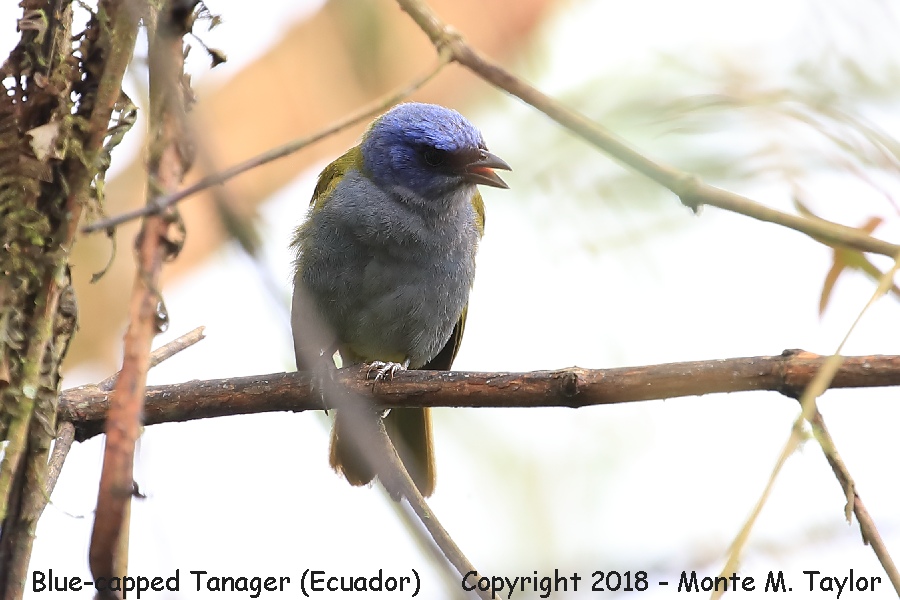 Blue-capped Tanager -November- (San Tadeo, Ecuador)